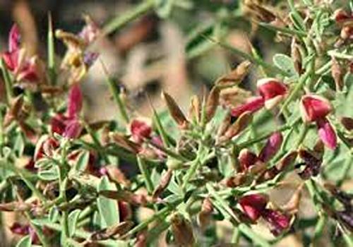 تصویر 2 از خرید و قیمت ترنجبین گیاه خارشتر + فروش صادراتی